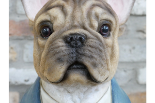 Large French Bulldog Bust, Fabulous Gentleman Animal Decor