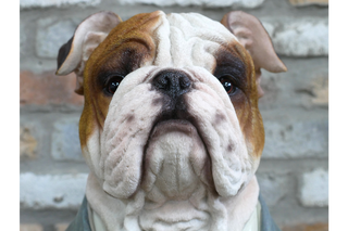 Large Bulldog Bust, Home Decor Sculpture for Animal Lovers