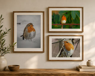 Robin Bird Print Set of 3 – Rustic Nature Wall Art Collection | A4 Framed Style Woodland Decor