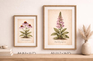 Vintage Botanical Prints Set of 3 – Antique Flower Illustrations – Echinacea, Foxglove & Lily of the Valley – Botanical Wall Art – A4 A3
