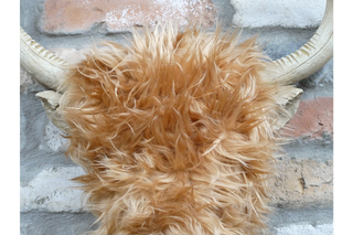 Woolly Highland Cow Wall Decoration